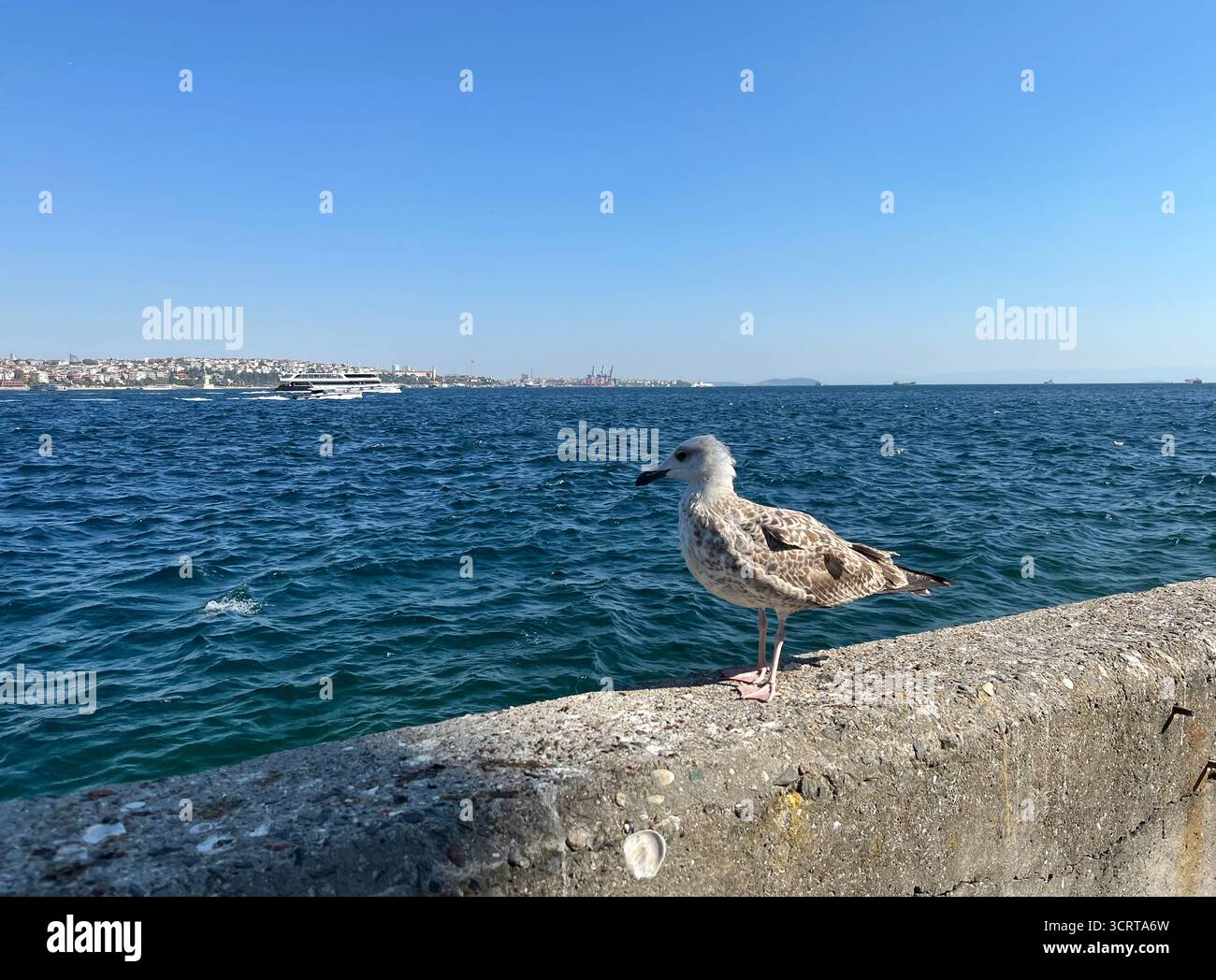 Einsame Möwe an der Bosporus-Küste in Istanbul, Türkei. Stockfoto