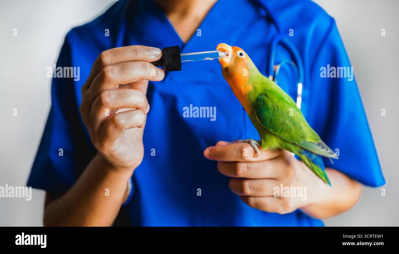 Tierarzt mit cbd-Hanföl an Taubvogelpapageien mit Tropfer in der Privatklinik Stockfoto