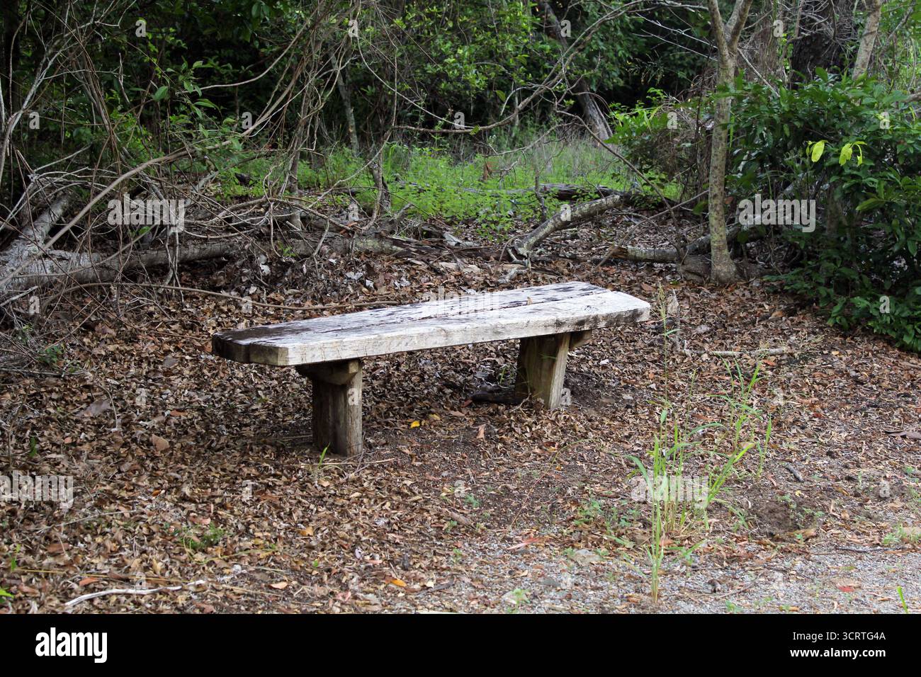 Sitzbank in einem Wald von Bäumen Stockfoto
