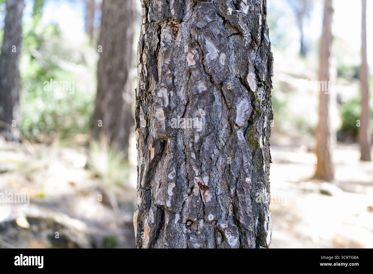 Die detaillierte Textur eines alten Baumstamms hebt sich von weichen Bäumen in einer ruhigen Waldumgebung ab. Stockfoto