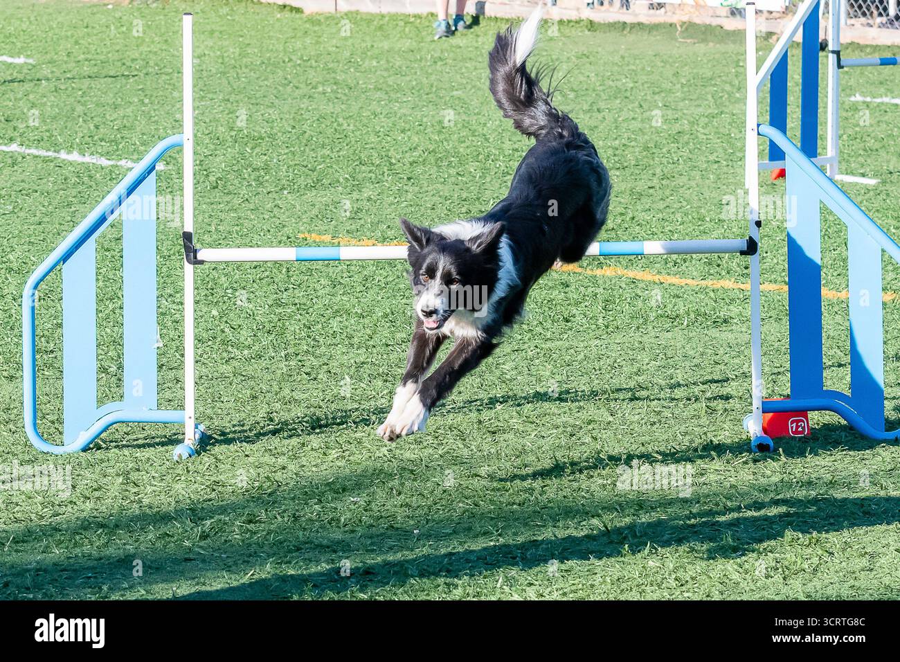Ein schwarz-weißer Hund springt über eine Hürde der Beweglichkeit, während er an einem hellen Tag in einem Park übt. Stockfoto