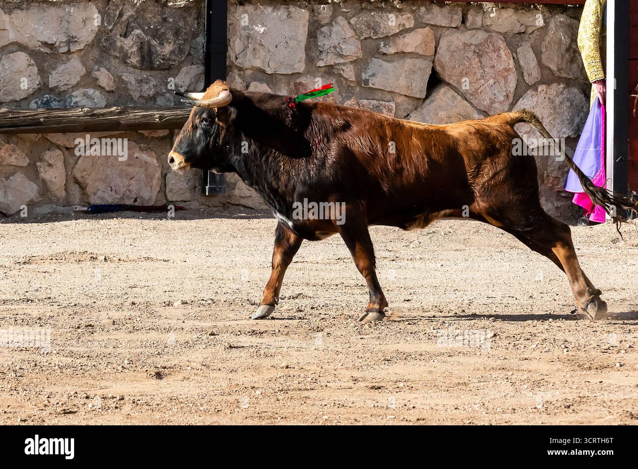 Ein junger Stier spaziert selbstbewusst in einer staubigen Arena und zeigt ein buntes Band, das an seinen Hörnern gebunden ist, während eines ländlichen Festivals. Stockfoto