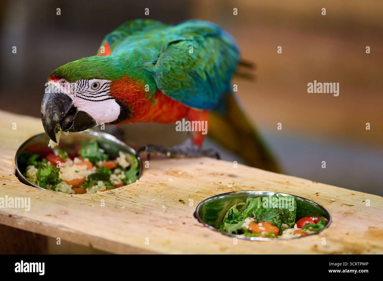 Grüner roter Ara Papagei essen Gemüse Schüssel Fütterung Bereicherung Zoo Gefangenschaft Bunte tropische Vögel Tierwelt Natur Porträt Nahaufnahme Stockfoto