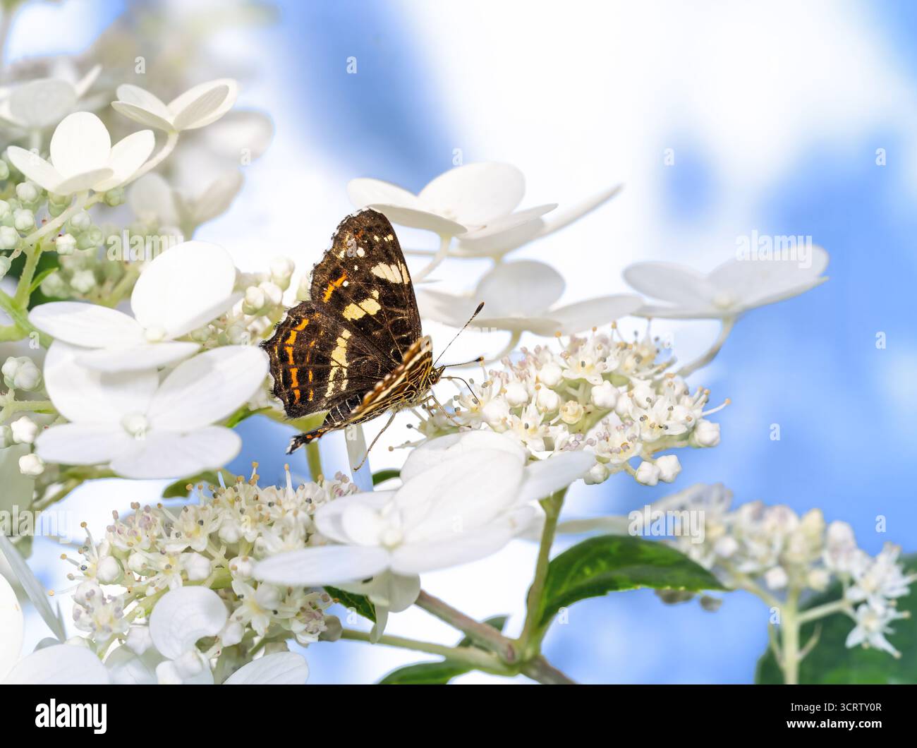 Makro eines Kartenschmetterlings auf einer Hortensienblüte Stockfoto