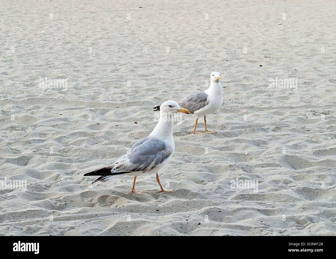 Zwei Möwen am Strand in Mamaia, Constanta Stockfoto