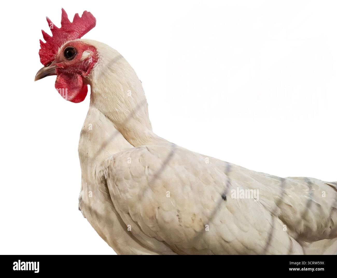 Moderner englischer Zwerghahn Stockfoto