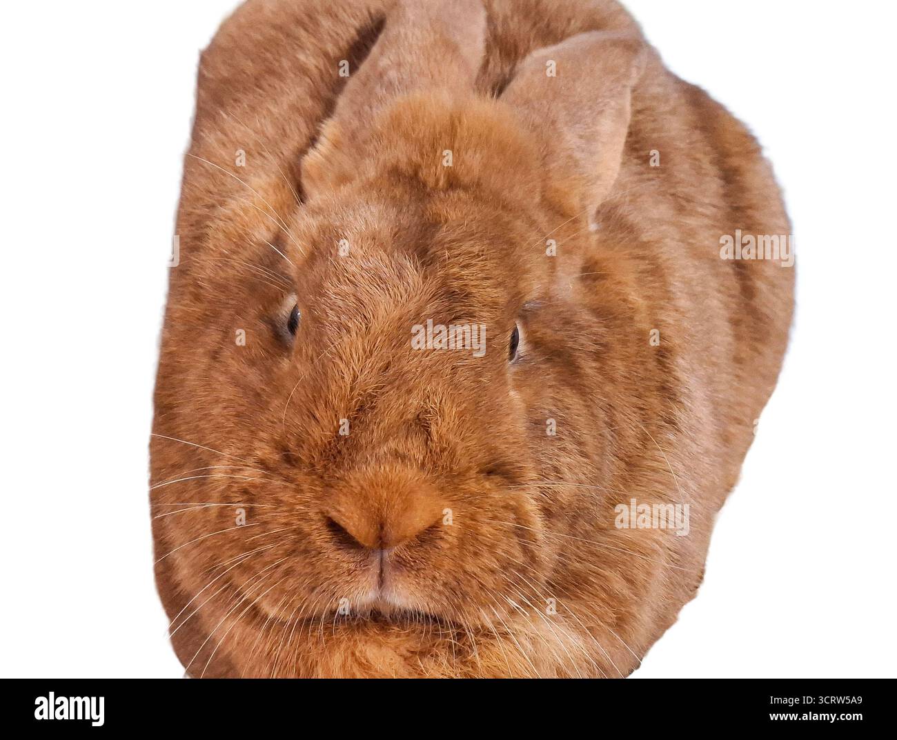 Neuseeländisches rotes Kaninchen isoliert auf weißem Hintergrund Stockfoto
