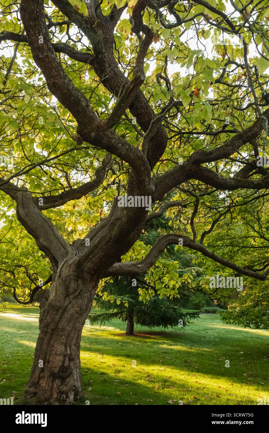 England, Somerset, Bath, Royal Victoria Park, Botanical Gardens, Grüne Bäume Stockfoto