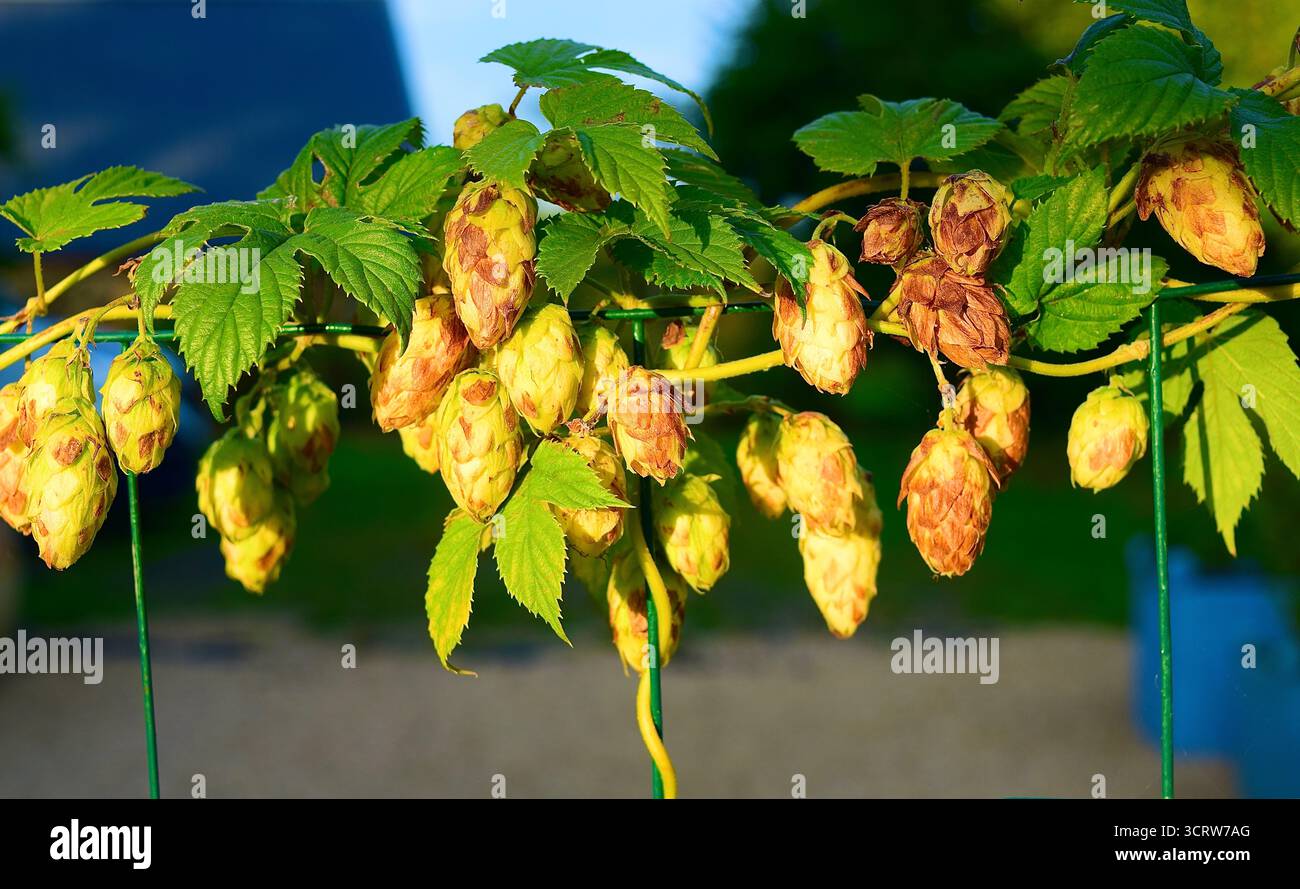 Hop Vine aus nächster Nähe, Humulus Lupus Stockfoto