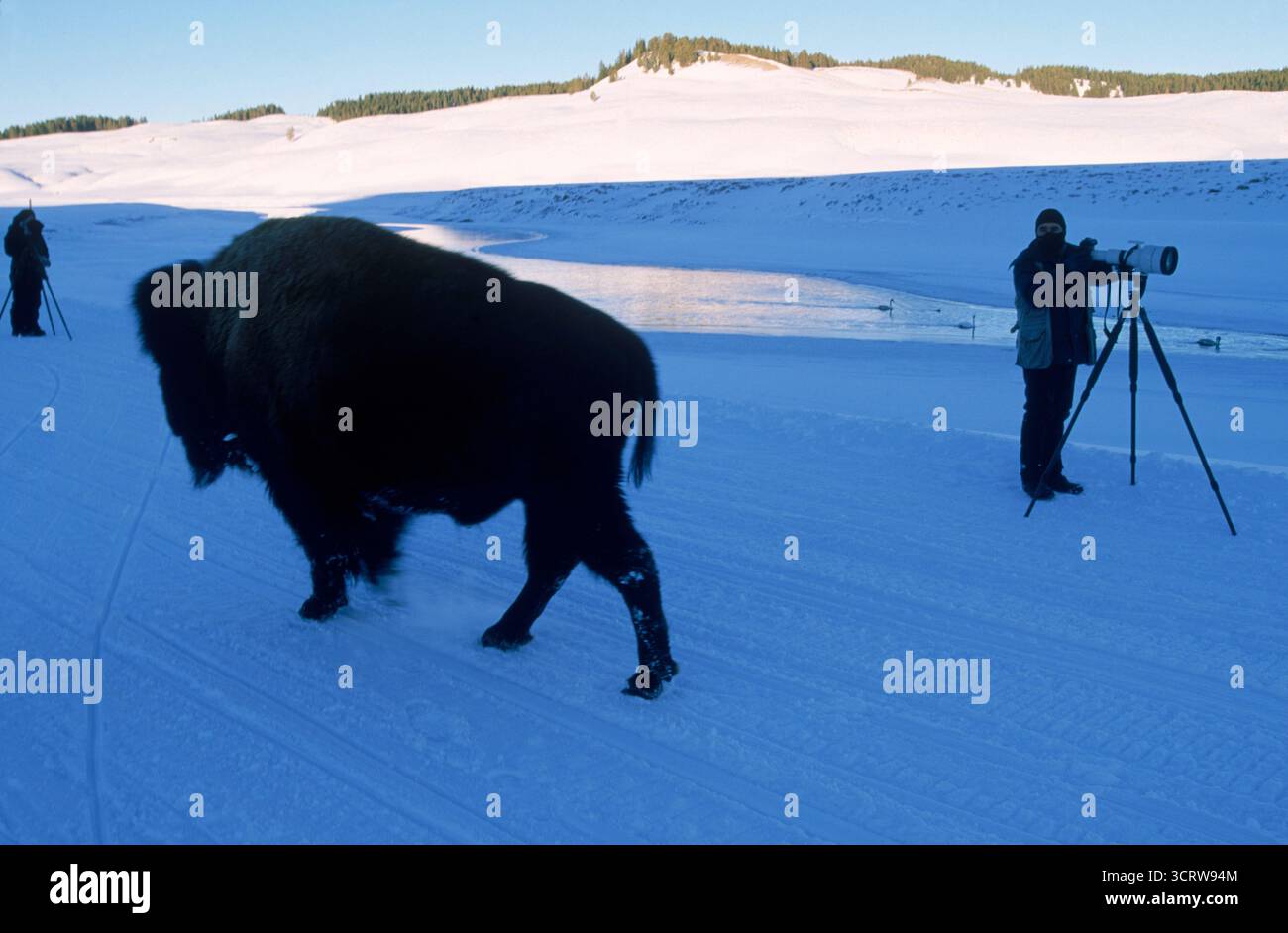 Winter im Yellowstone-Nationalpark. Stockfoto
