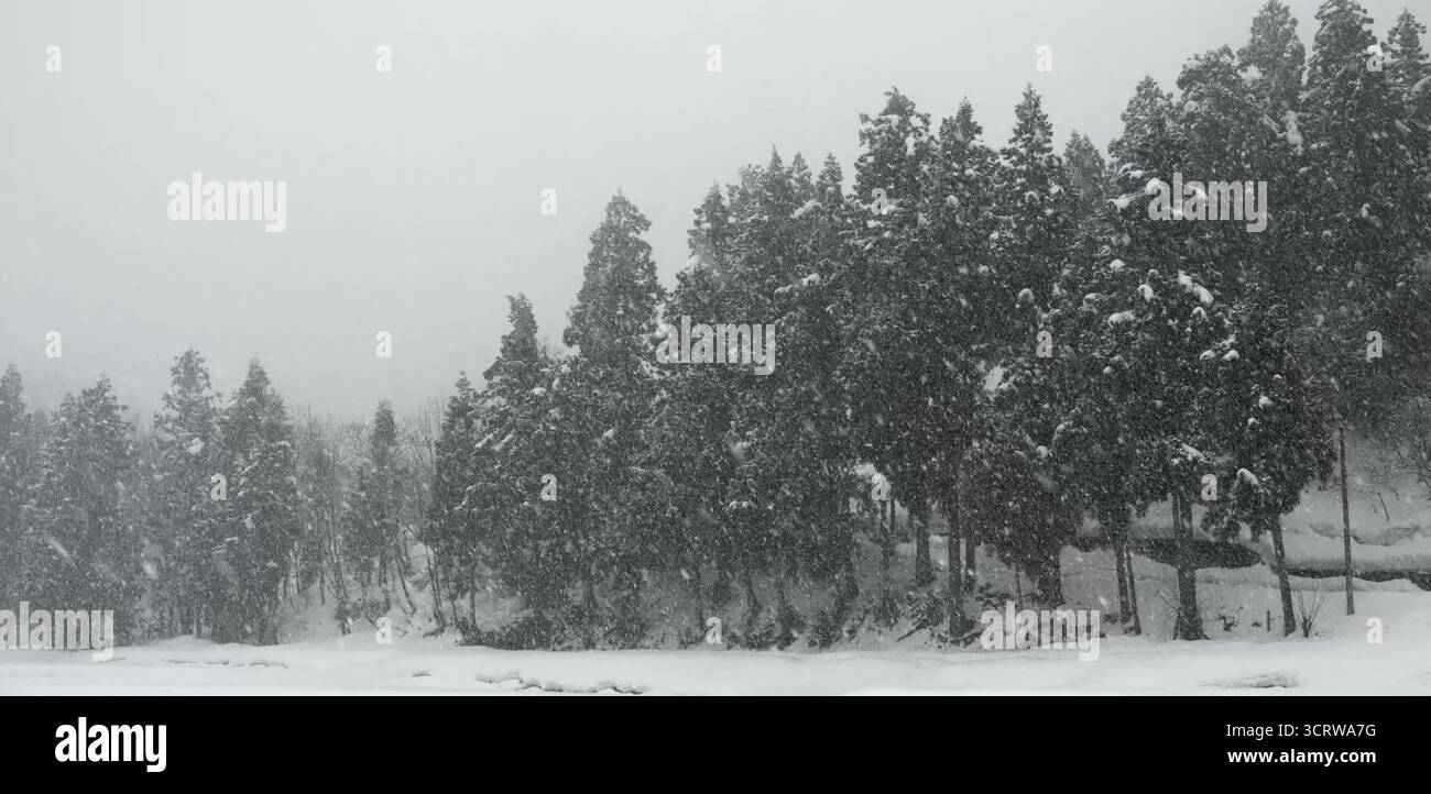 Schneeflocken treiben durch stille Wälder, umhüllt von eisweißer Stille Stockfoto