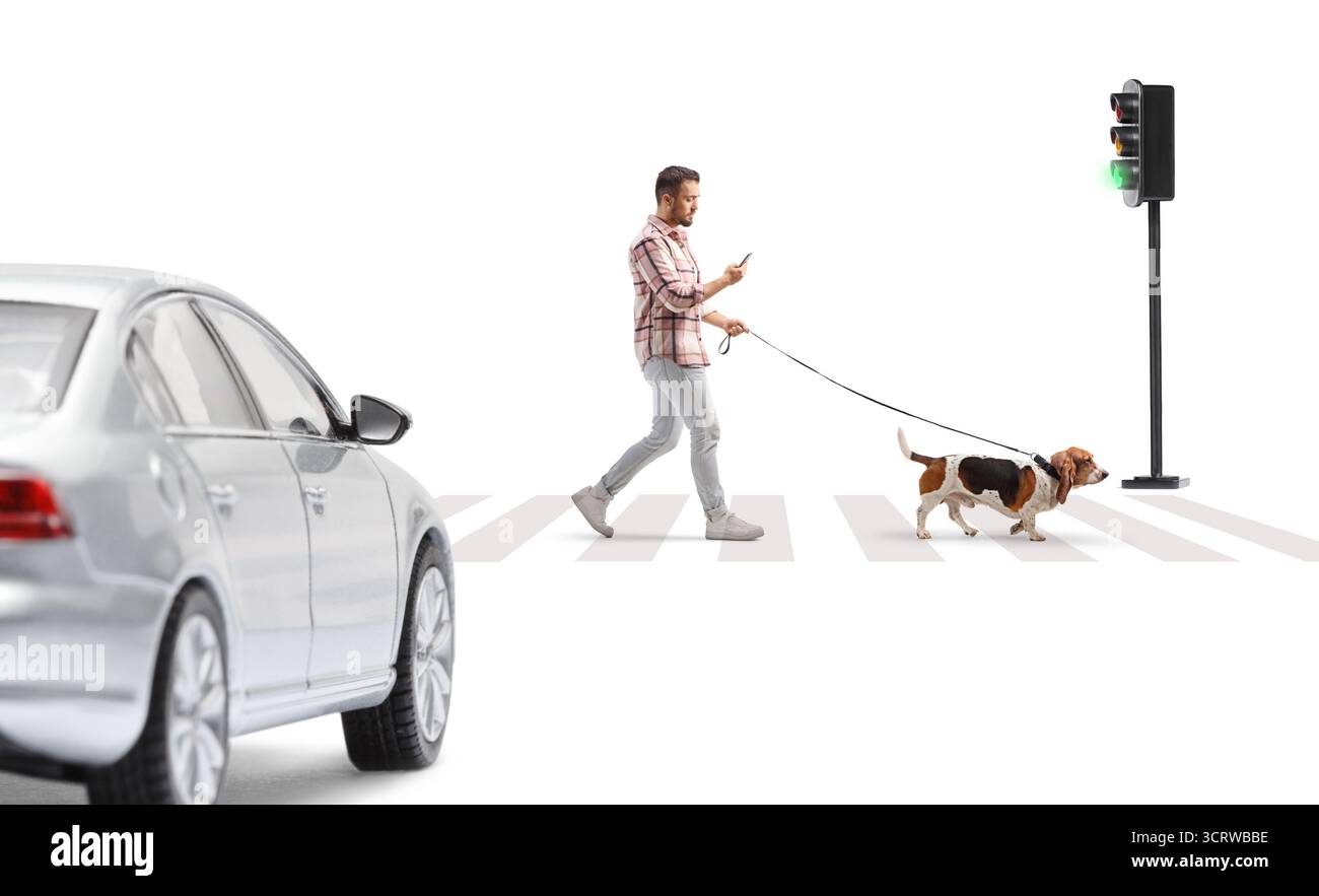 Mann überquert eine Straße mit einem Basset-Hund und benutzt ein Smartphone isoliert auf weißem Hintergrund Stockfoto