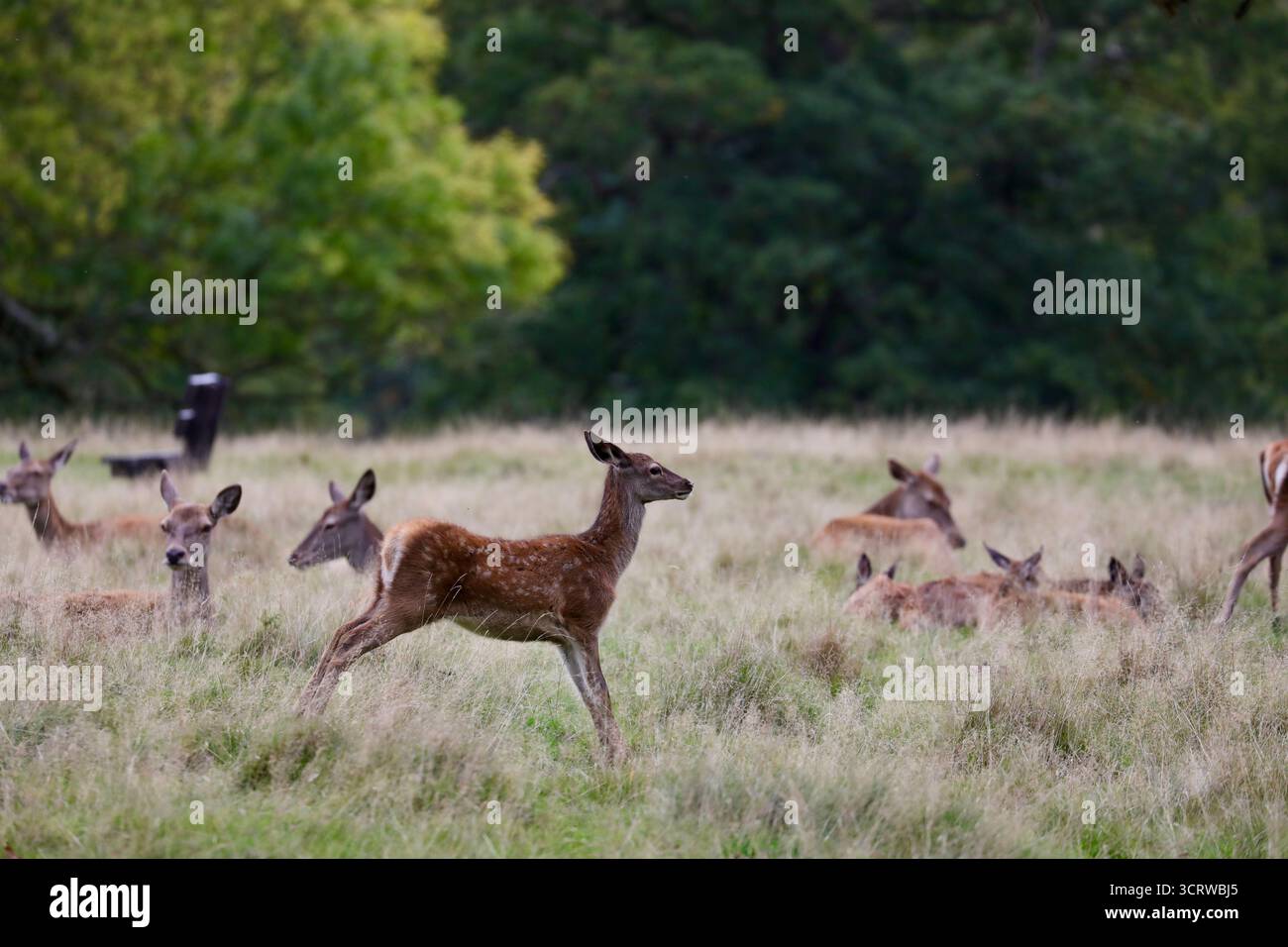 Rotwild (Cervus elaphus) Stockfoto