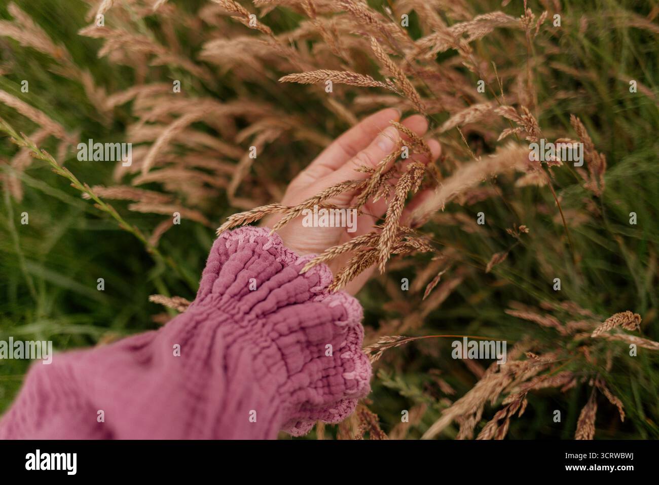 Hand berührt hohe wilde Gräser auf einer Wiese Stockfoto