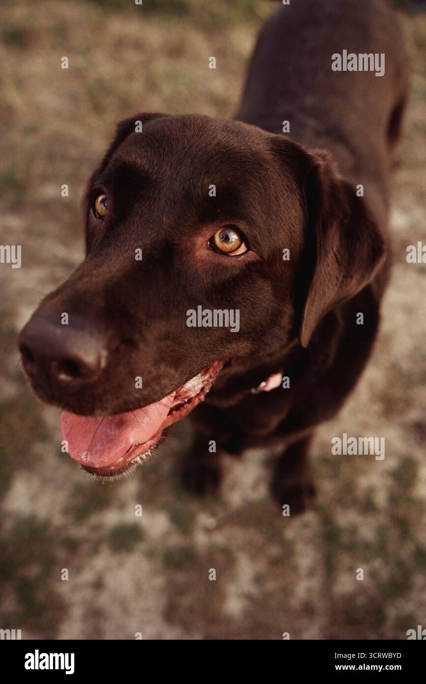 Brauner labrador auf einem Feld Stockfoto