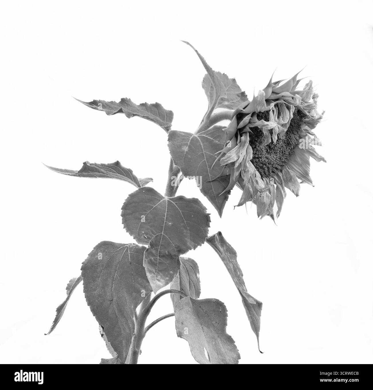 Welkende Sonnenblume Weißer Hintergrund Blume hängend monochrom Stockfoto