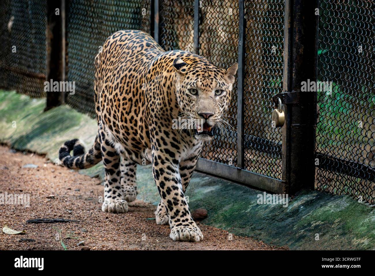 Der indische Leopard (Panthera pardus fusca) ist eine Unterart des Leoparden. Sie ist auf dem indischen Subkontinent weit verbreitet. Sie ist bedroht Stockfoto