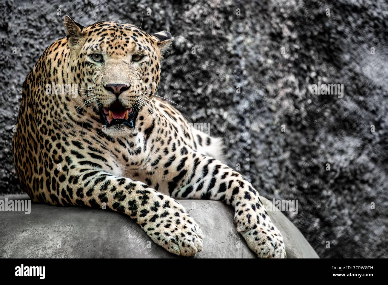 Der indische Leopard (Panthera pardus fusca) ist eine Unterart des Leoparden. Sie ist auf dem indischen Subkontinent weit verbreitet. Sie ist bedroht Stockfoto