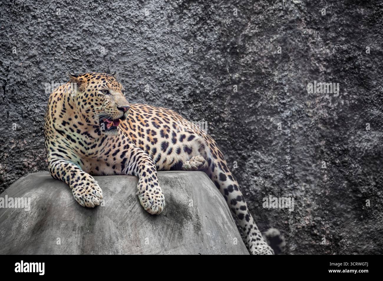 Der indische Leopard (Panthera pardus fusca) ist eine Unterart des Leoparden. Sie ist auf dem indischen Subkontinent weit verbreitet. Sie ist bedroht Stockfoto