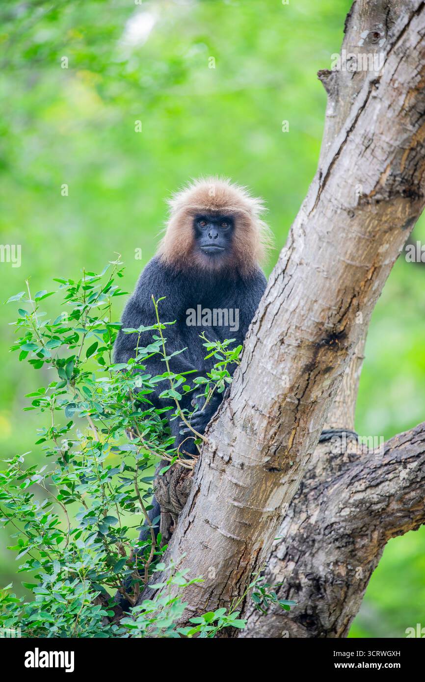 Die Nilgiri-Sprache (Semnopithecus johnii) ist eine asiatische Sprache des Affen der Alten Welt. Er hat ein glänzendes schwarzes Fell und ein orangefarbenes, goldbraunes, haarähnliches Fell Stockfoto