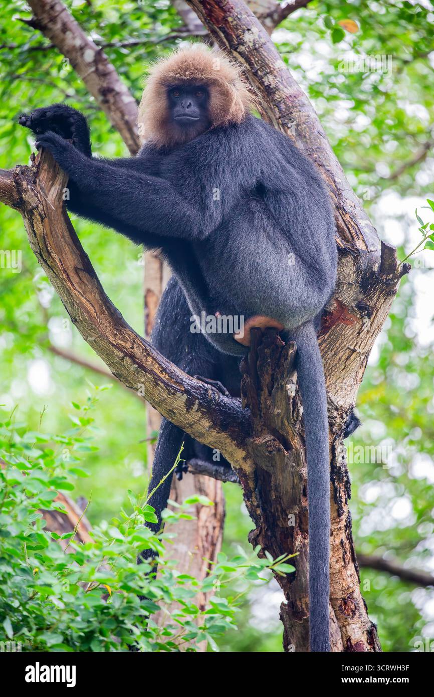 Die Nilgiri-Sprache (Semnopithecus johnii) ist eine asiatische Sprache des Affen der Alten Welt. Er hat ein glänzendes schwarzes Fell und ein orangefarbenes, goldbraunes, haarähnliches Fell Stockfoto