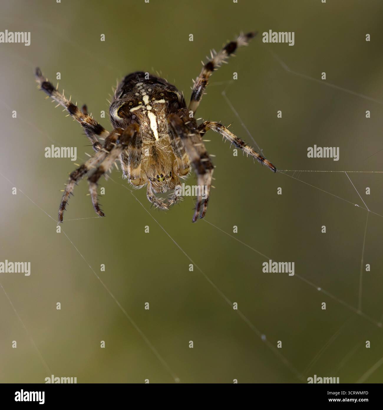 Nahaufnahme einer europäischen Gartenspinne, auch bekannt als Crossorbweaver, Diademspinne oder Crossspinne, die ihr Netz im Freien im natürlichen britischen Garten webt. Stockfoto