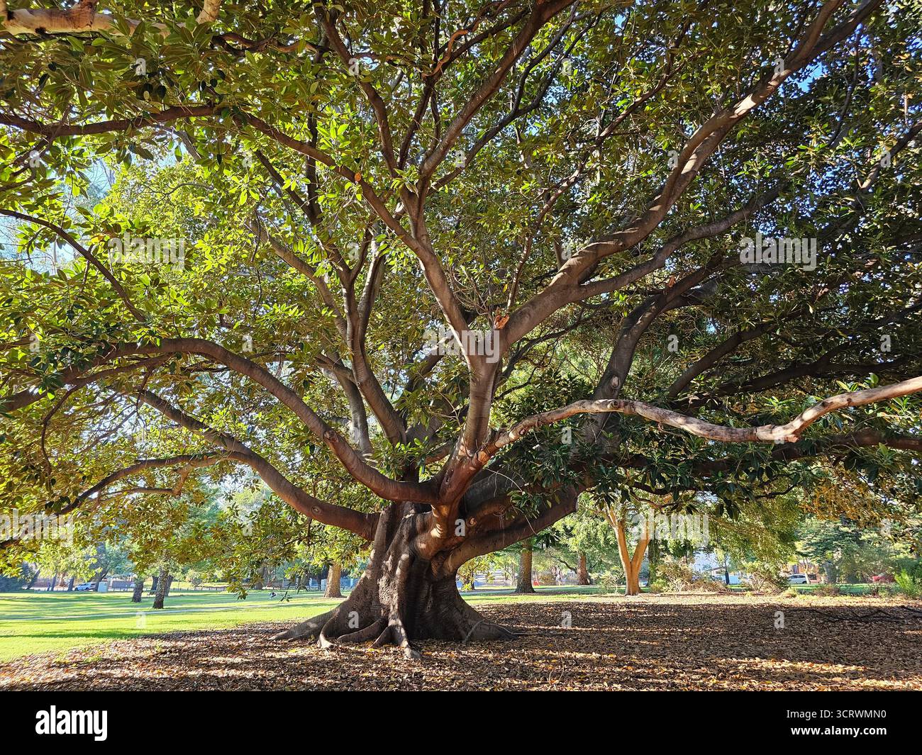 Das Bild zeigt einen Feigenbaum aus der Moreton Bay, wissenschaftlich bekannt als Ficus macrophylla Stockfoto