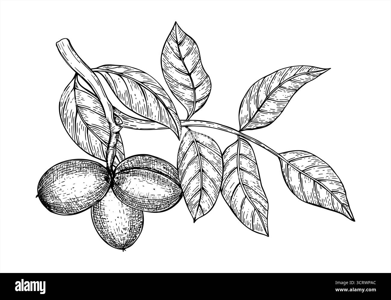 Walnusszweig mit drei reifenden Schoten und Blättern monochrome Vektorlinie Tinte Illustration. Walnusskerne in der Schale, die auf einem Baum realistische Grafik wächst Stock Vektor