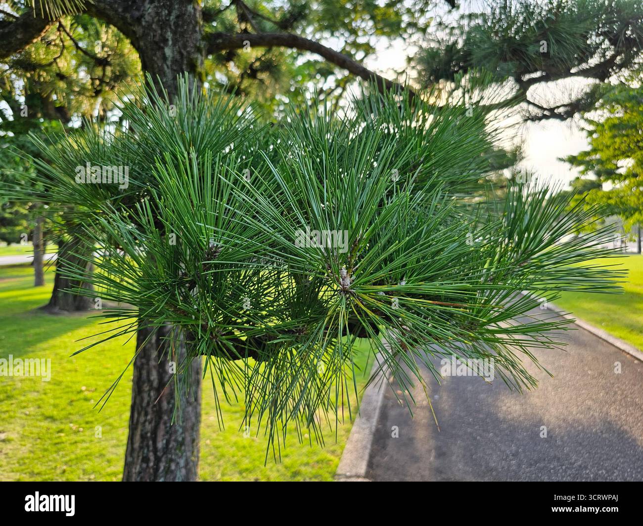 Ein Zweig der japanischen Schwarzkiefer, wissenschaftlich bekannt als Pinus thunbergii. Stockfoto