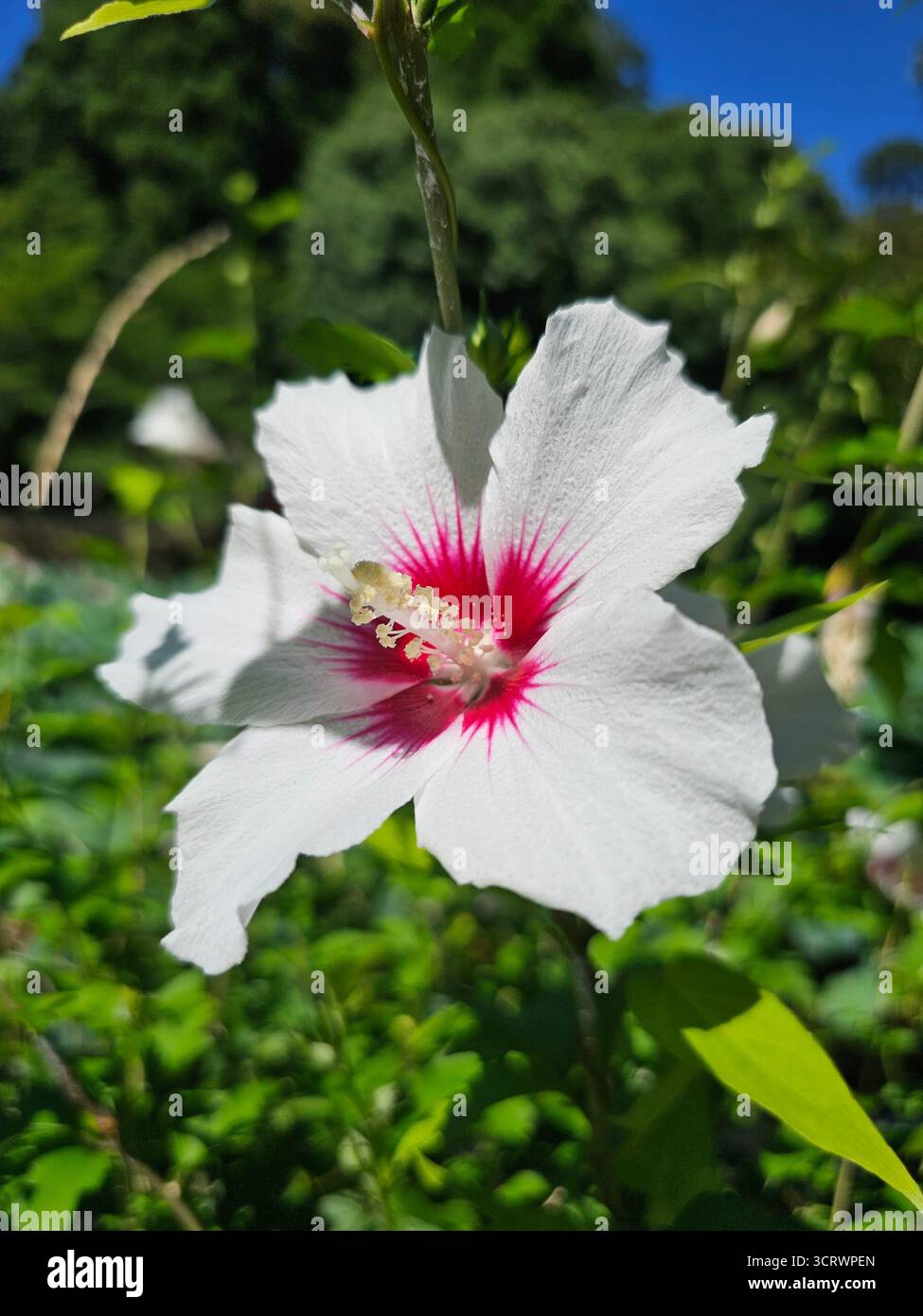 Die elegante Rose von Sharons Sommerpracht. Stockfoto