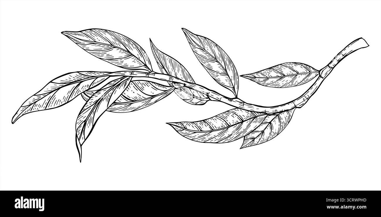 Monochromer gekrümmter Zweig mit Vektorillustration mit schwarzen Tinten. Ätzzeichnung von Pflaumen-, Pfirsich-, Nuss- oder Mandelzweigen. Stock Vektor