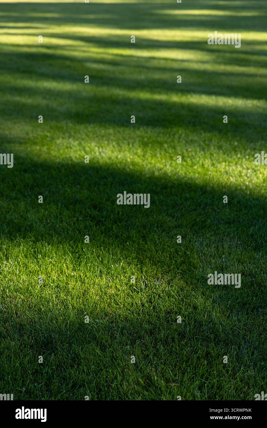 Eine üppig grüne Grasfläche, die elegant durch natürliches Sonnenlicht beleuchtet wird, bietet auffällige Schatten, die einem einladenden Outdo Tiefe und Intrige verleihen Stockfoto