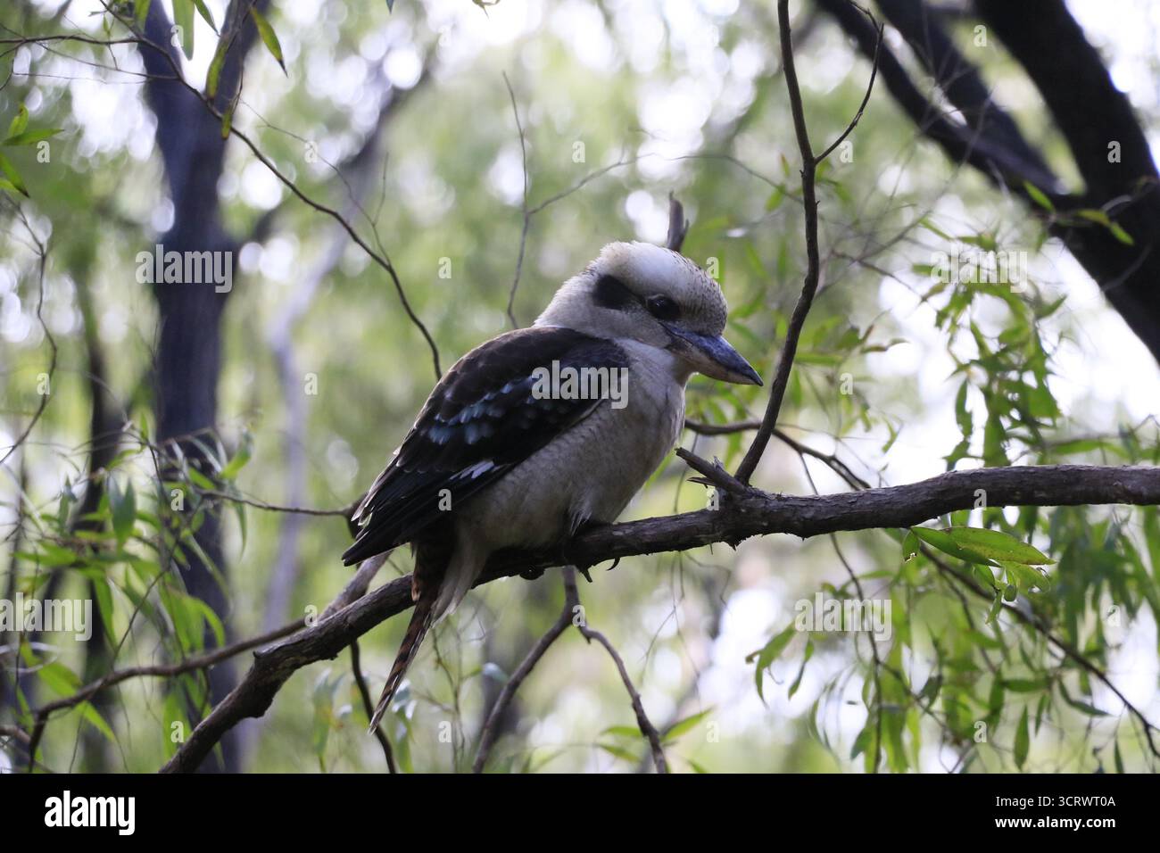 Ein lachender Kookaburra (Dacelo novaeguineae), ein großer Baum-eisvogel, der im Osten Australiens beheimatet ist. Foto aufgenommen in Margaret River, WA. Stockfoto
