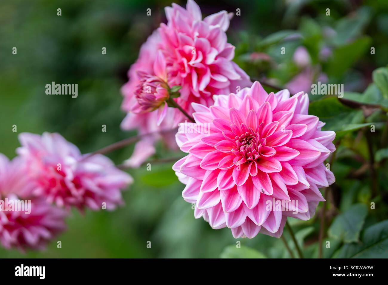 Pinkfarbene Dahlien „Ottos Nervenkitzel“ in Blume. Nahaufnahme einer einzigen großen rosa Blume der Dahliensorte „Ottos Nervenkitzel“. Stockfoto
