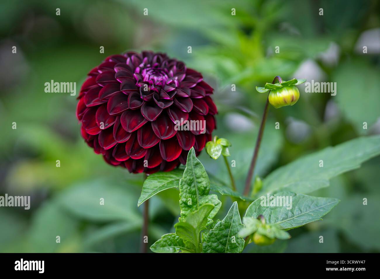 Dahlia Dark Spirit blüht im September. Tiefrote, fast schwarze Herbstblumen von Pompon Dahlia Dark Spirit. Dahlia (Ball Grp) Dark Spirit. Stockfoto