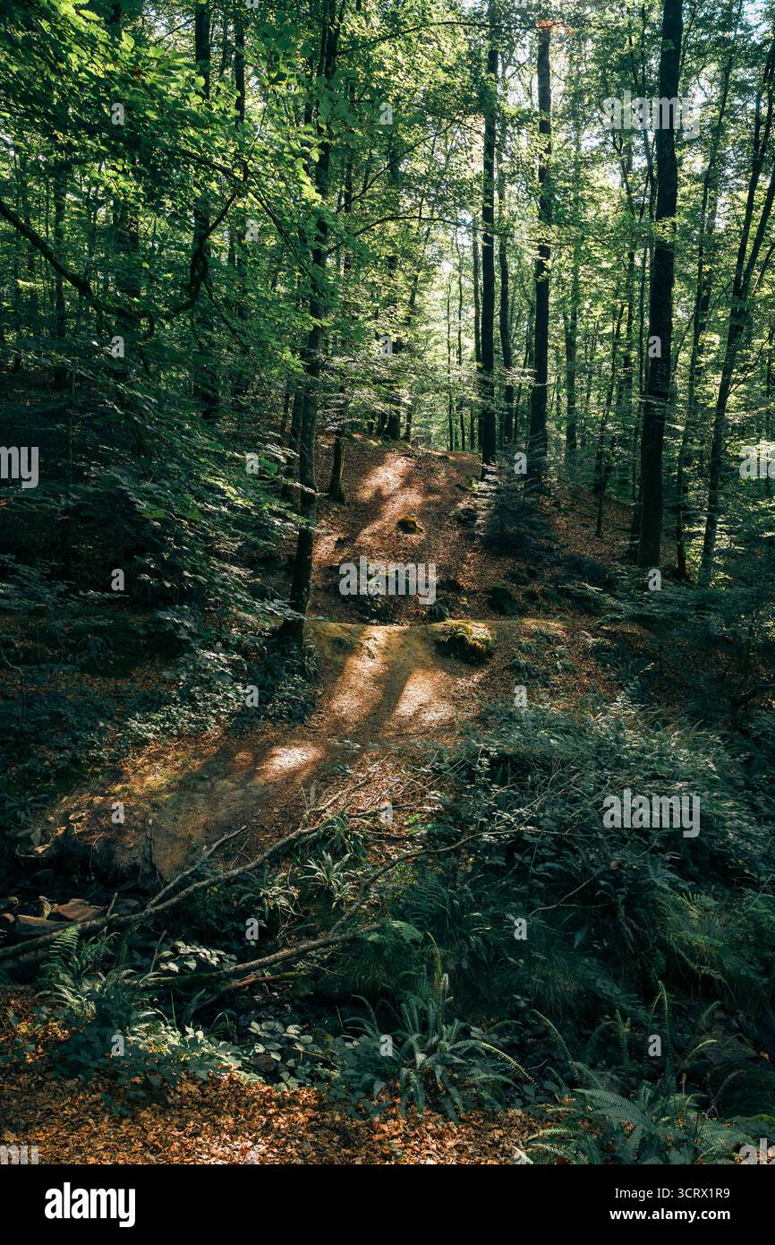 Ein ruhiger Waldweg, umgeben von üppigem Grün und gefallenen Blättern, der ein Gefühl der Ruhe und des Abenteuers weckt. Stockfoto