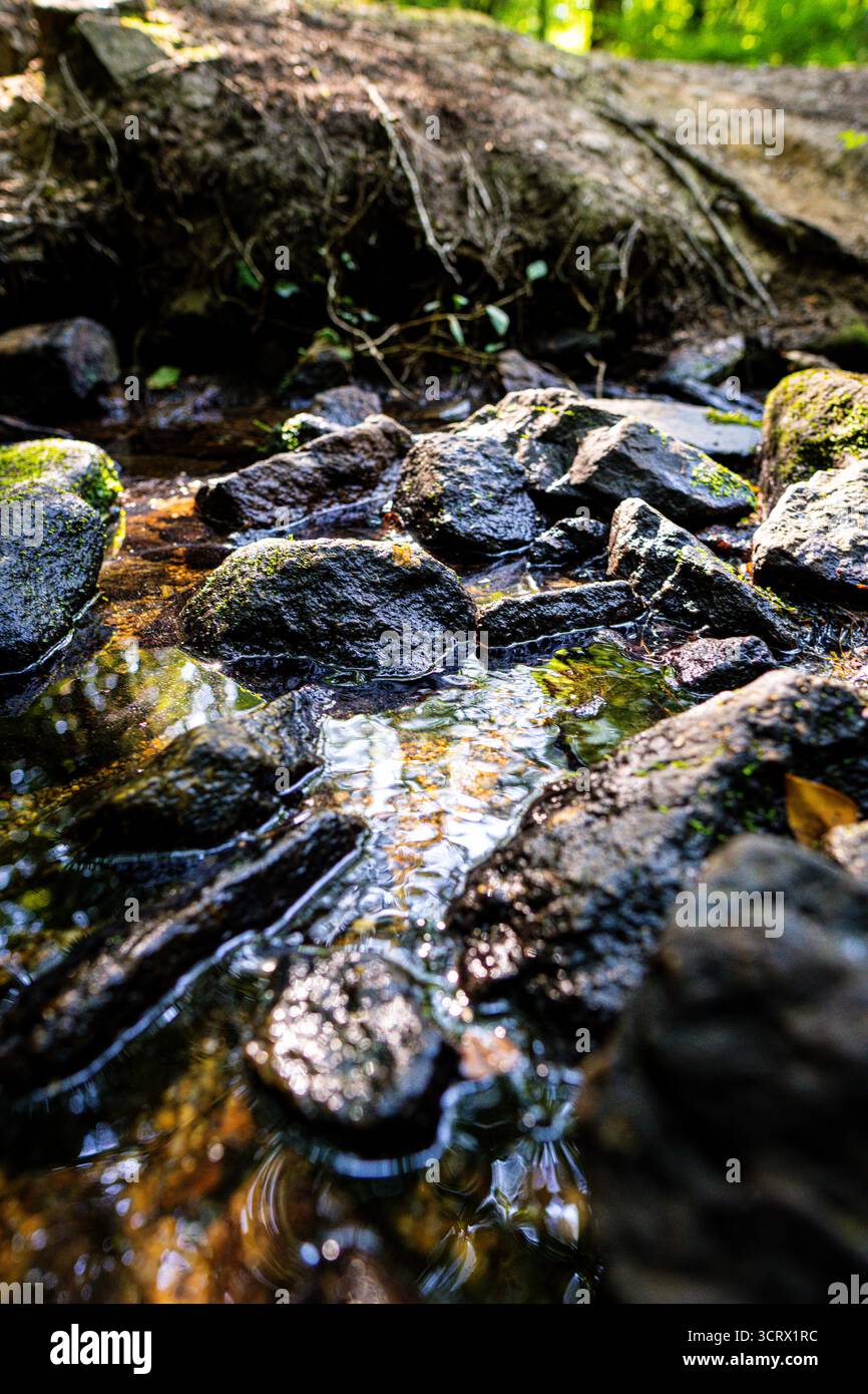 Ein sanfter Waldbach fließt über moosbedeckte Felsen und schafft eine ruhige und natürliche Landschaft im Herzen des Waldes. Stockfoto