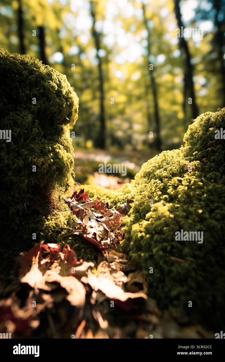 Leuchtendes grünes Moos und Herbstblätter, die in Sonnenlicht getaucht sind, schaffen eine magische Waldszene in einem üppigen Wald. Stockfoto