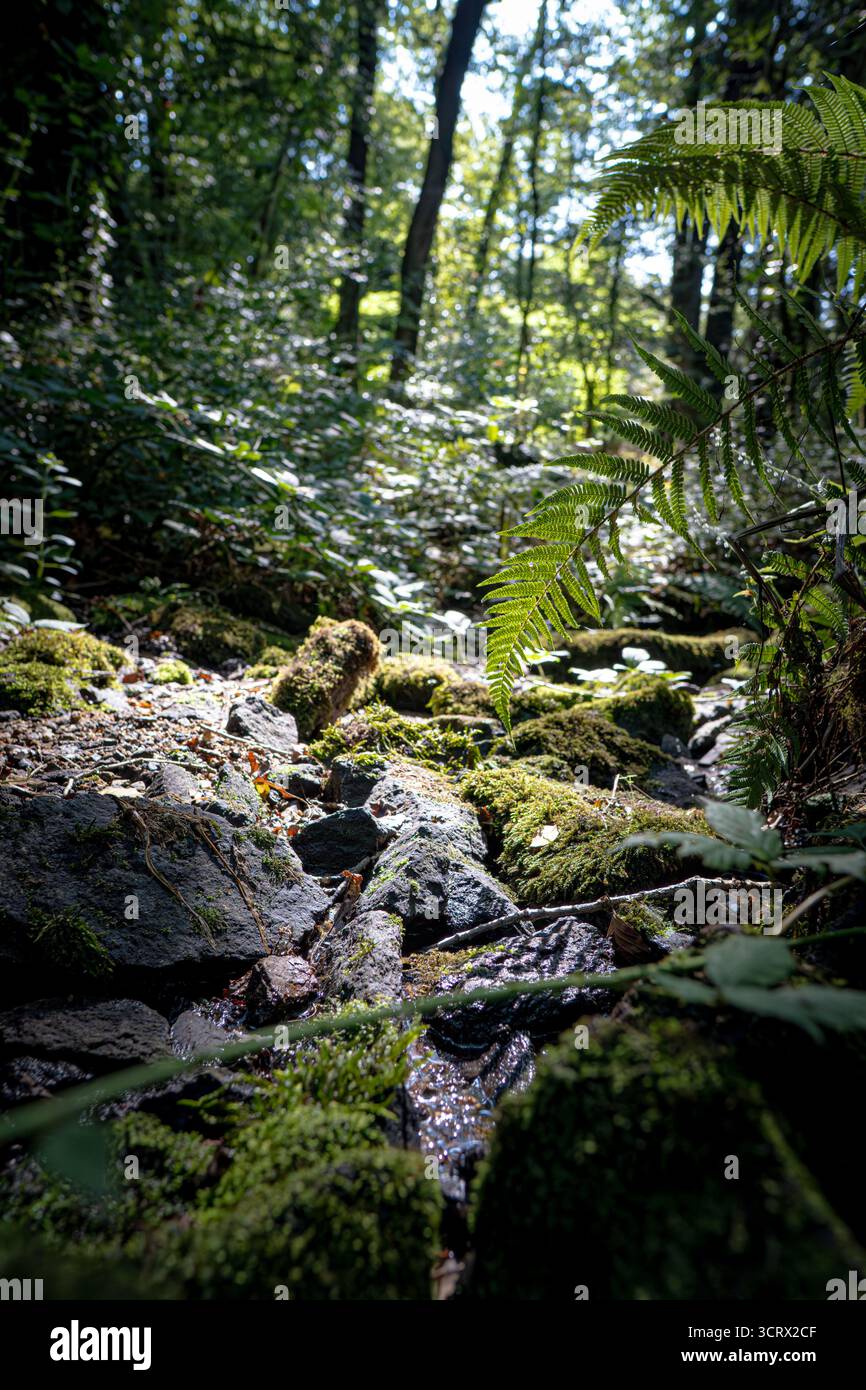 Ein ruhiger Waldbach fließt sanft über moosbedeckte Felsen, umgeben von Farnen und hoch aufragenden Bäumen in einem üppigen, grünen Wald. Stockfoto