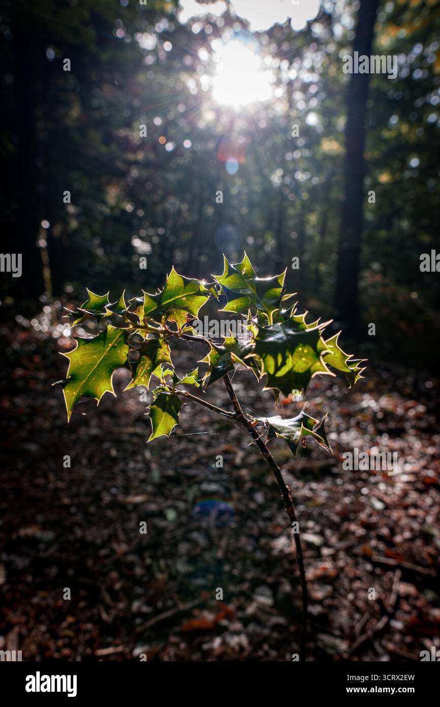 Leuchtende stechpalmenblätter leuchten im Sonnenlicht, ihre spitzen Kanten und die satte grüne Farbe heben sich von einem Waldboden ab, der mit gefallenen Blättern bedeckt ist. Stockfoto