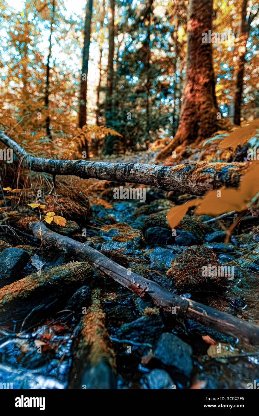 Ein ruhiger Waldbach fließt sanft über moosige Felsen und umgefallene Baumstämme, umgeben von Herbstlaub und hoch aufragenden Bäumen in einem üppigen Wald. Stockfoto