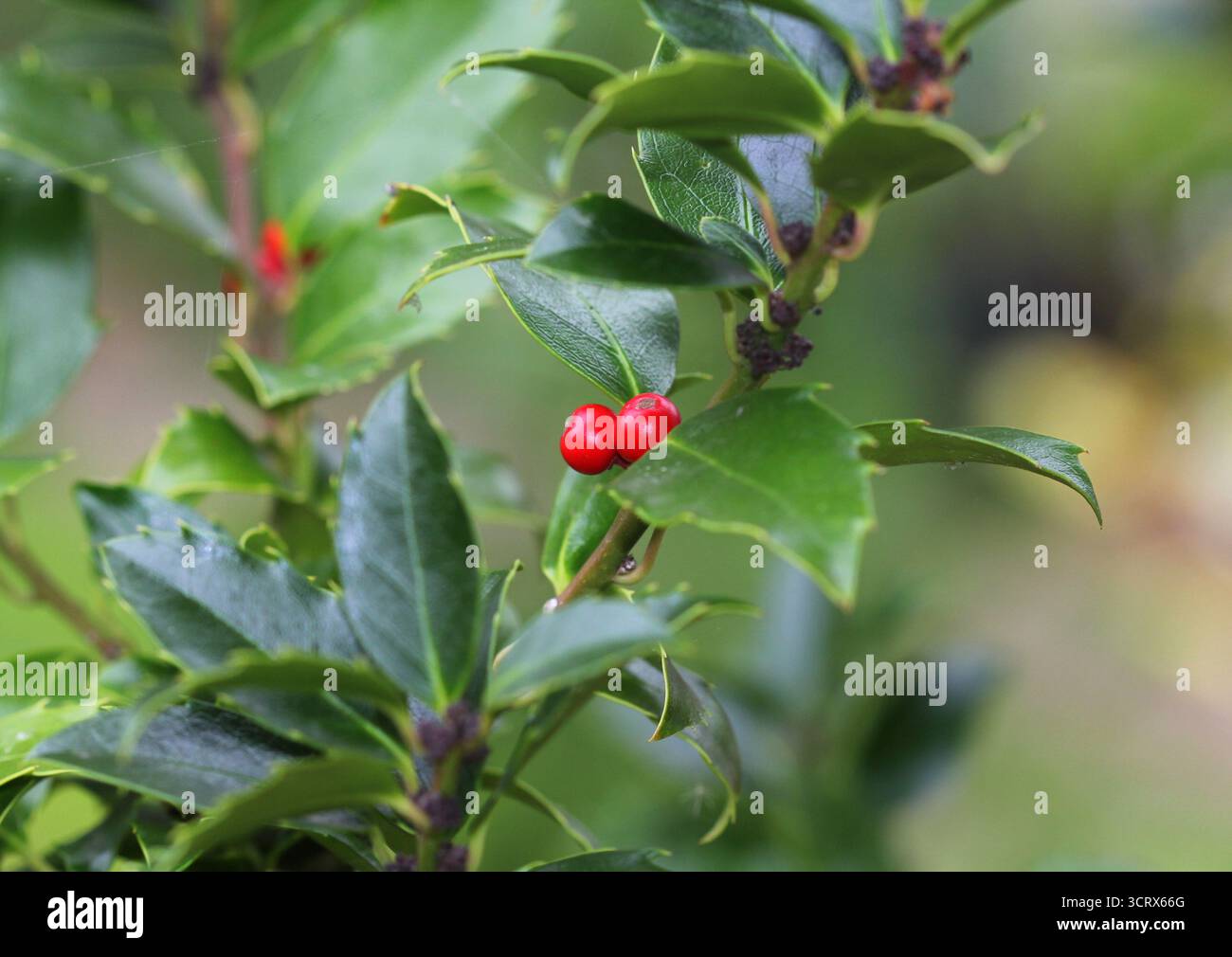 Eine Nahaufnahme von Stechpalme, Ilex x meserveae „Blue Maid“ mit roten Beeren im Herbst. Stockfoto