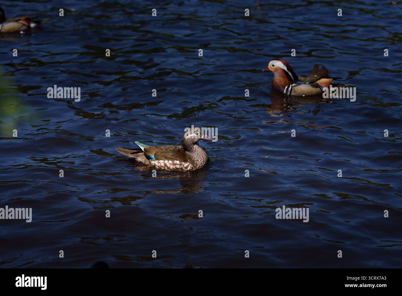 Mandarinente (Aix galericulata), Waldente schwimmt mit anderen Enten auf dem Wasser, tief einnehmender Schuss, zeigt natürliches Verhalten. Stockfoto