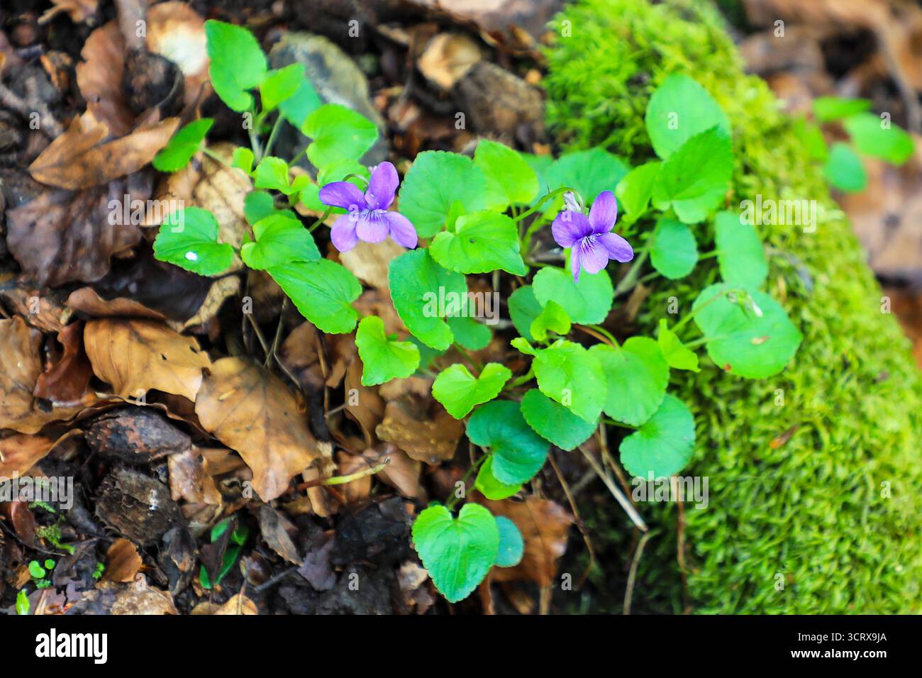 A Dog Violet oder Wood Violet, Yorkshire, England, Großbritannien Stockfoto