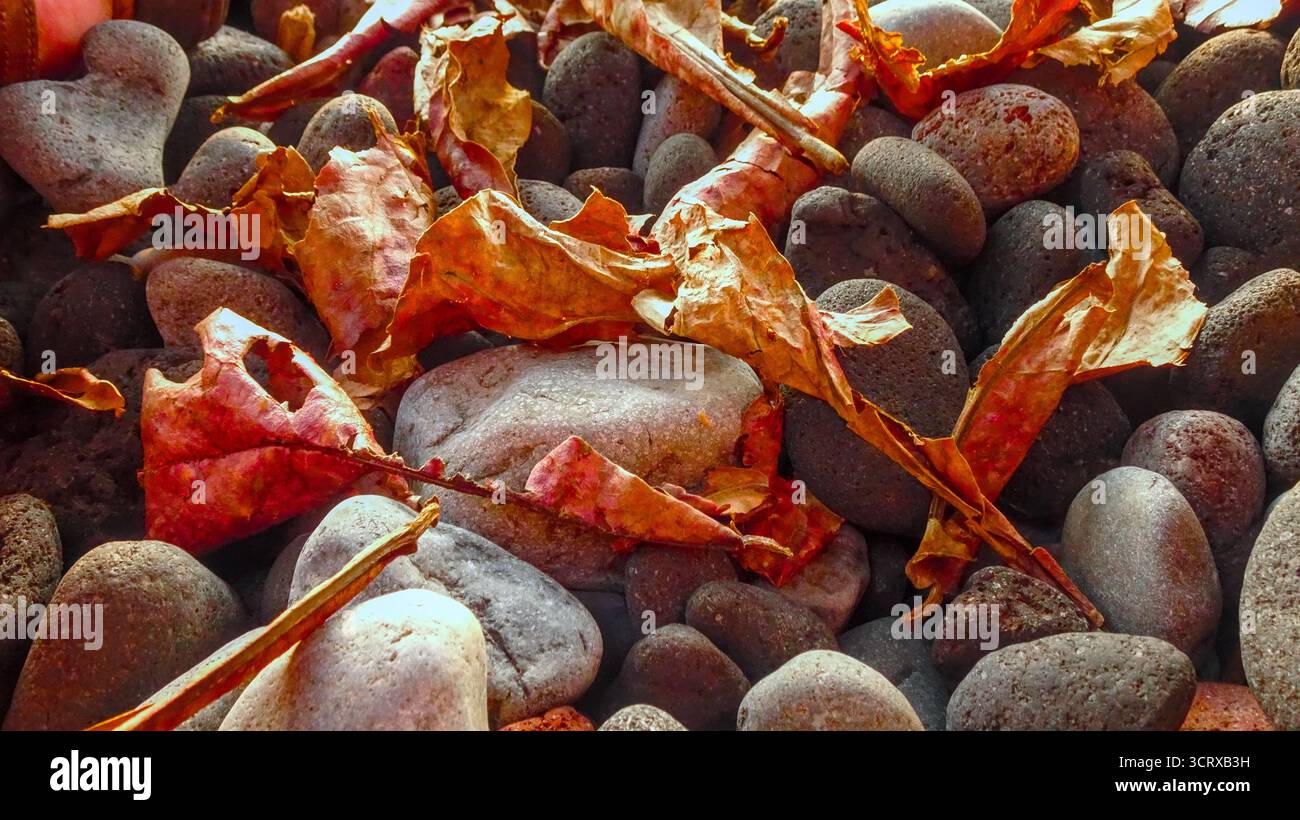 Nahaufnahme von faustgroßen runden Steinen gemischt mit Blättern in der Morgensonne an der Nordküste von Bali, Tulamben. Stockfoto