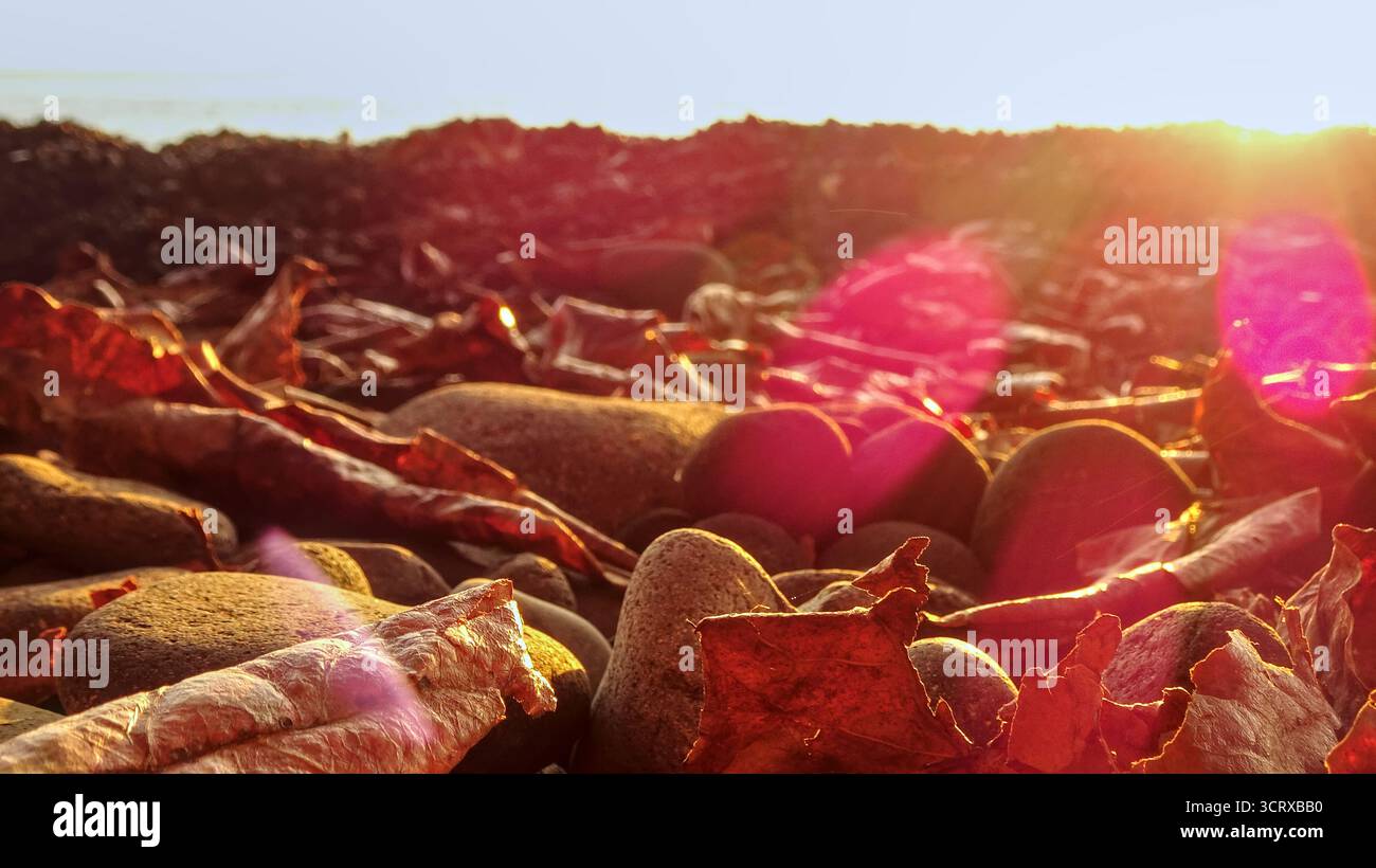 Nahaufnahme von faustgroßen runden Steinen gemischt mit Blättern in der Morgensonne an der Nordküste von Bali, Tulamben. Stockfoto