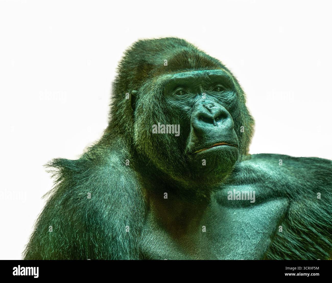 Das westliche Flachland-Gorilla-Bild isoliert, Gorilla-Gorilla Stockfoto