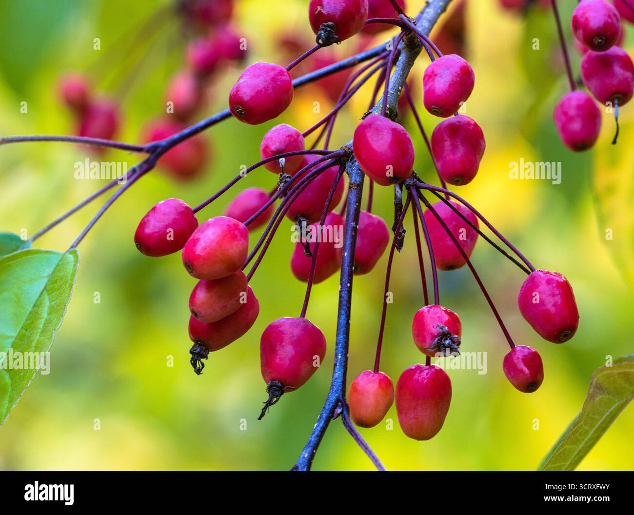 Dekorative rote Herbstfrucht des harten Laubkrabbenapfelbaums, Malus „Indian Magic“ Stockfoto
