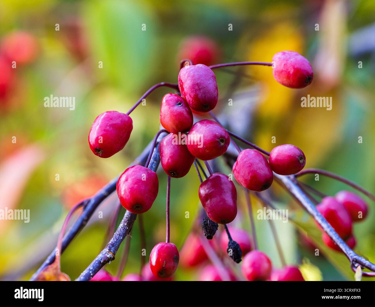 Dekorative rote Herbstfrucht des harten Laubkrabbenapfelbaums, Malus „Indian Magic“ Stockfoto