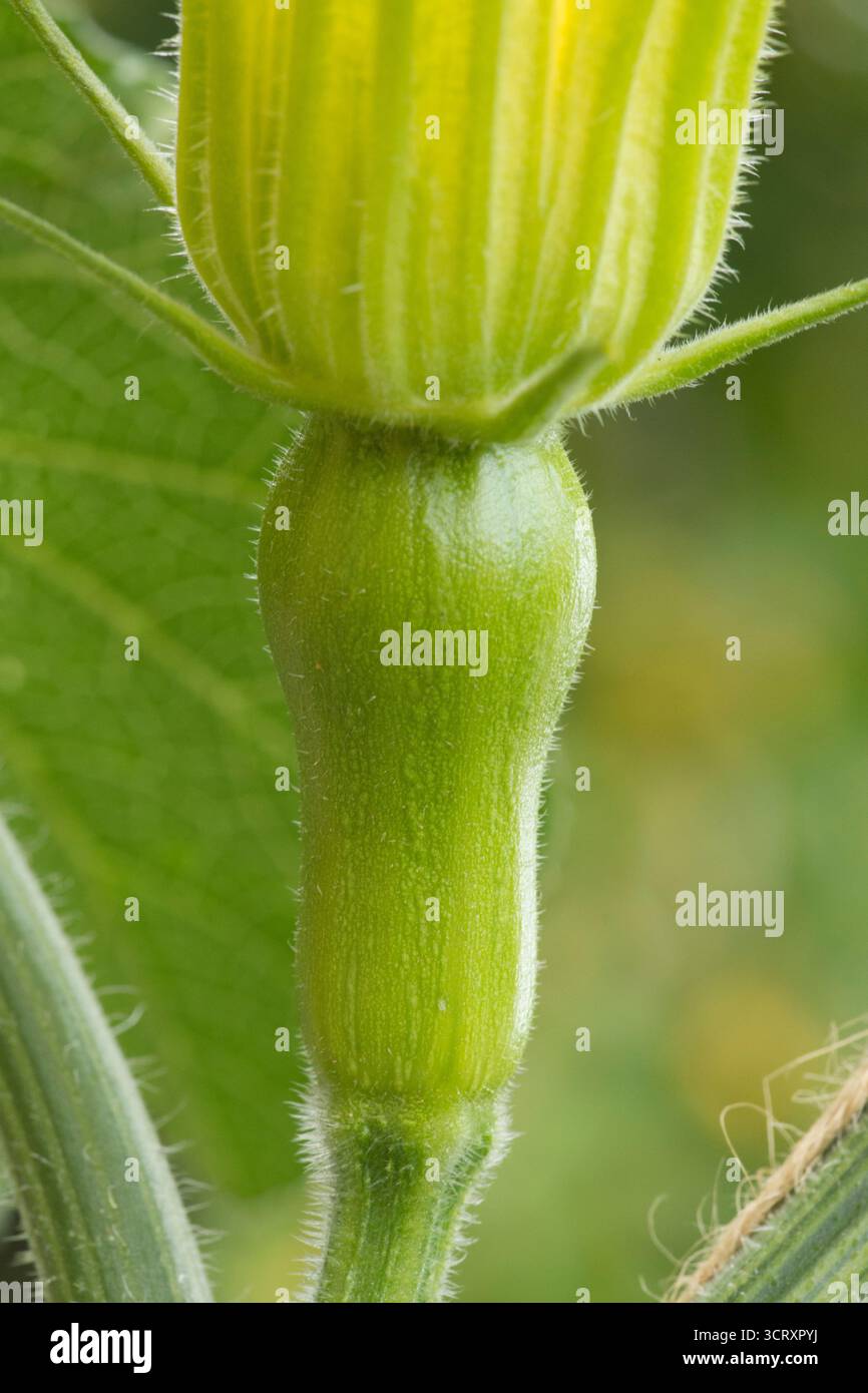 Ovar unter weiblicher Blume von Butternusskürbis, Butternusskürbis, Stockfoto